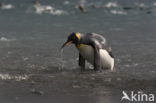 Koningspinguin (Aptenodytes patagonicus)