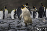 King penguin (Aptenodytes patagonicus)