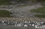 Koningspinguin (Aptenodytes patagonicus)