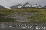 Koningspinguin (Aptenodytes patagonicus)