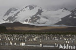 Koningspinguin (Aptenodytes patagonicus)