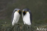 Koningspinguin (Aptenodytes patagonicus)