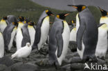 Koningspinguin (Aptenodytes patagonicus)