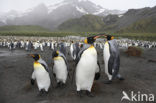 King penguin (Aptenodytes patagonicus)