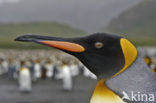 Koningspinguin (Aptenodytes patagonicus)