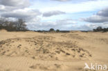Kootwijkerzand