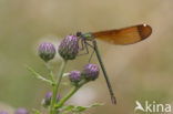 Koperen beekjuffer (Calopteryx haemorrhoidalis)