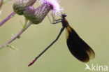 Koperen beekjuffer (Calopteryx haemorrhoidalis)