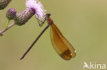 Koperen beekjuffer (Calopteryx haemorrhoidalis)