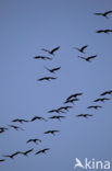Common Crane (Grus grus)