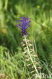 Tassel Hyacinth (Muscari comosum)