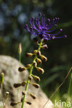 Tassel Hyacinth (Muscari comosum)