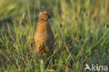 Common Quail (Coturnix coturnix)