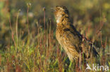 Common Quail (Coturnix coturnix)