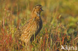 Common Quail (Coturnix coturnix)