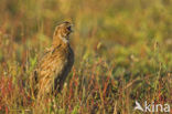 Common Quail (Coturnix coturnix)