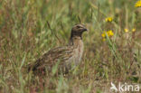 Common Quail (Coturnix coturnix)