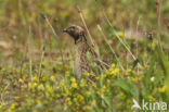 Common Quail (Coturnix coturnix)