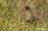 Common Quail (Coturnix coturnix)