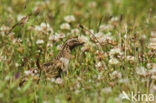 Common Quail (Coturnix coturnix)