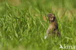 Common Quail (Coturnix coturnix)