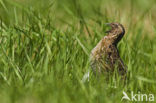 Common Quail (Coturnix coturnix)