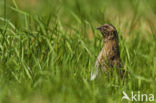 Common Quail (Coturnix coturnix)