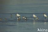 Eurasian Spoonbill (Platalea leucorodia)
