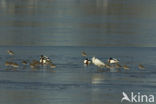 Eurasian Spoonbill (Platalea leucorodia)