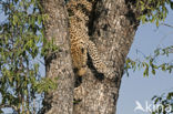 Leopard (Panthera pardus) 
