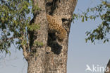 Leopard (Panthera pardus) 