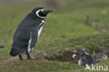 Magellanic penguin (Spheniscus magellanicus) 