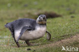 Magellanic penguin (Spheniscus magellanicus) 