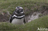 Magellanic penguin (Spheniscus magellanicus) 