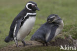 Magellanic penguin (Spheniscus magellanicus) 