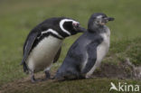 Magelhaenpinguin (Spheniscus magellanicus) 