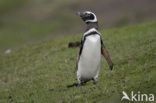Magellanic penguin (Spheniscus magellanicus) 