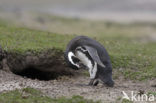 Magellanic penguin (Spheniscus magellanicus) 