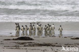 Magellanic penguin (Spheniscus magellanicus) 