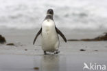 Magellanic penguin (Spheniscus magellanicus) 