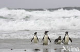 Magellanic penguin (Spheniscus magellanicus) 