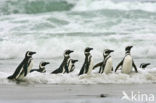 Magellanic penguin (Spheniscus magellanicus) 