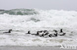 Magellanic penguin (Spheniscus magellanicus) 
