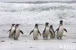 Magellanic penguin (Spheniscus magellanicus) 