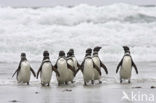 Magellanic penguin (Spheniscus magellanicus) 