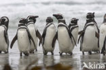 Magellanic penguin (Spheniscus magellanicus) 