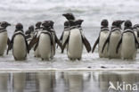Magellanic penguin (Spheniscus magellanicus) 