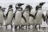 Magellanic penguin (Spheniscus magellanicus) 