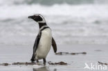 Magellanic penguin (Spheniscus magellanicus) 