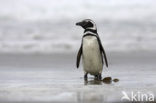 Magelhaenpinguin (Spheniscus magellanicus) 